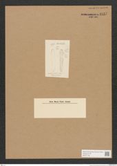 Diatomeae indet. Zeichnungen Sammlung Grunow Nr. 3557 (NHMW-BOT-W0371136)
